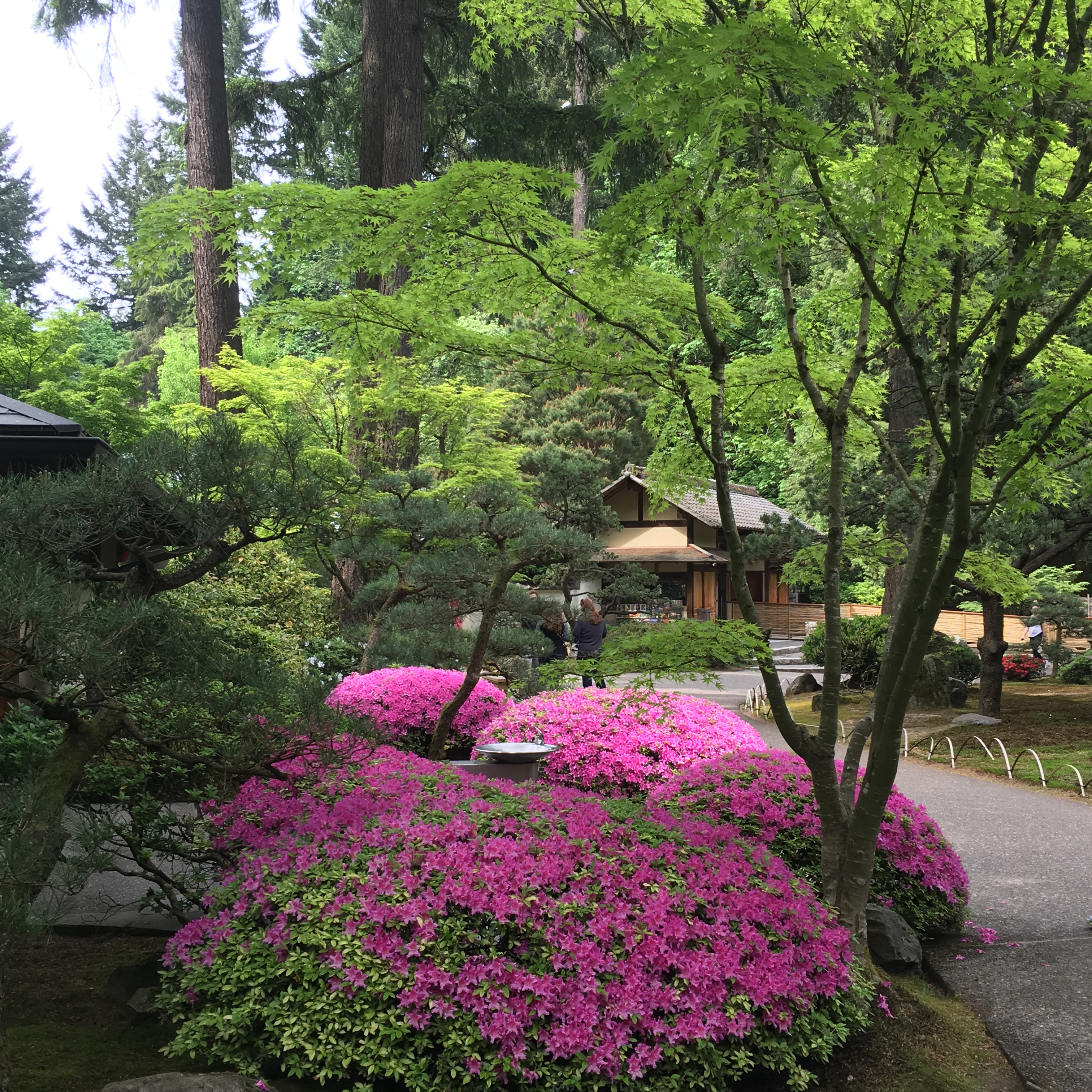 2016-05-03 Portland - Washington Park Japanese Gardens 1