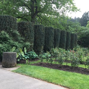 2016-05-03 Portland - Washington Park Rose Garden 3