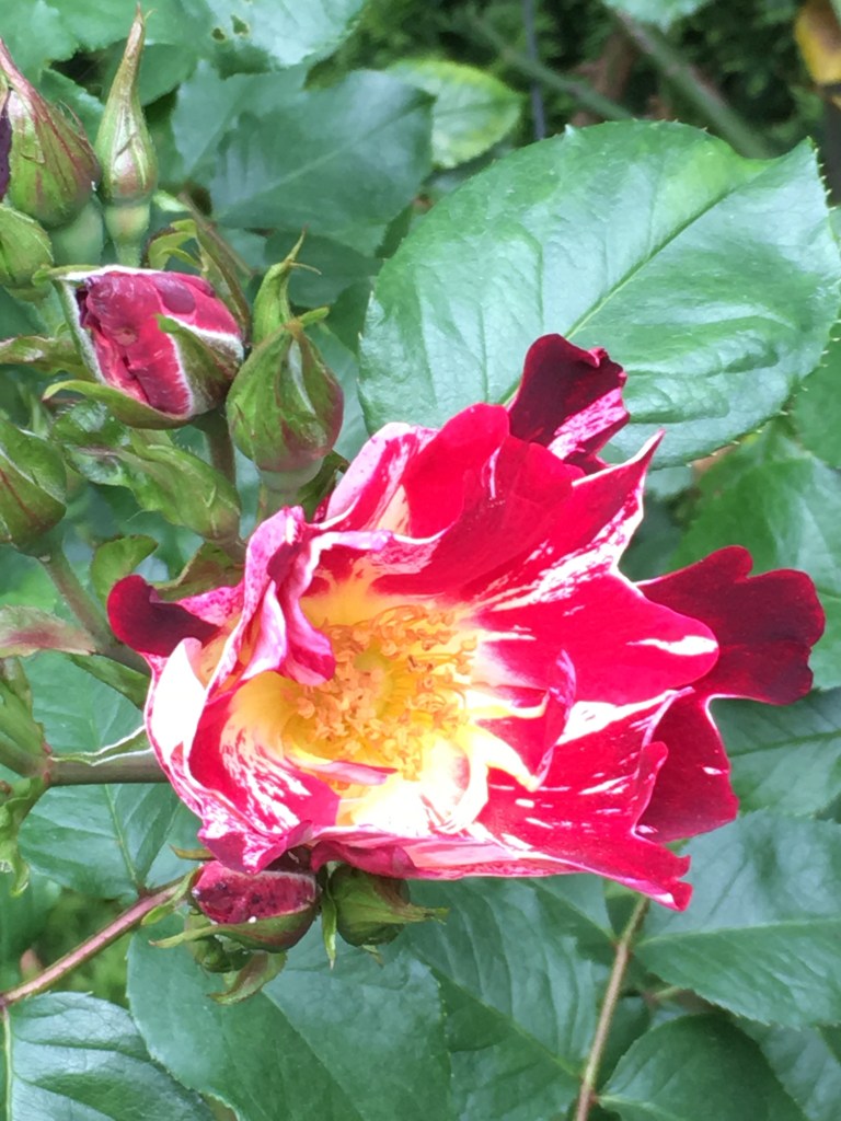 2016-05-03 Portland - Washington Park Rose Garden 5