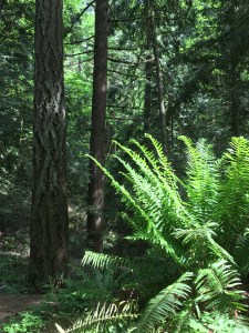 2016-05-03 Portland - Washington Park trail 5