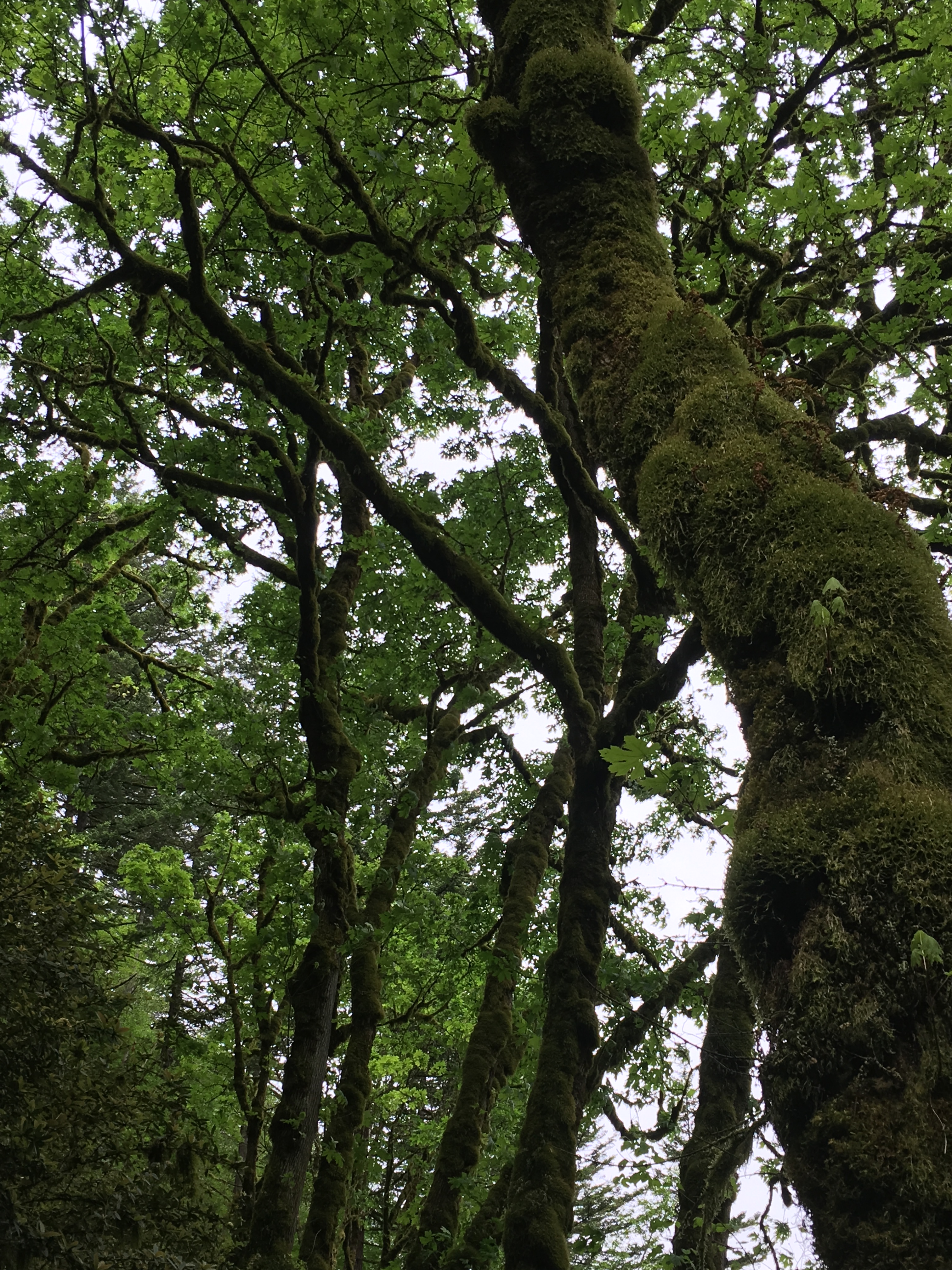 2016-05-04 Portland - Columbia River Multnomah Falls 7