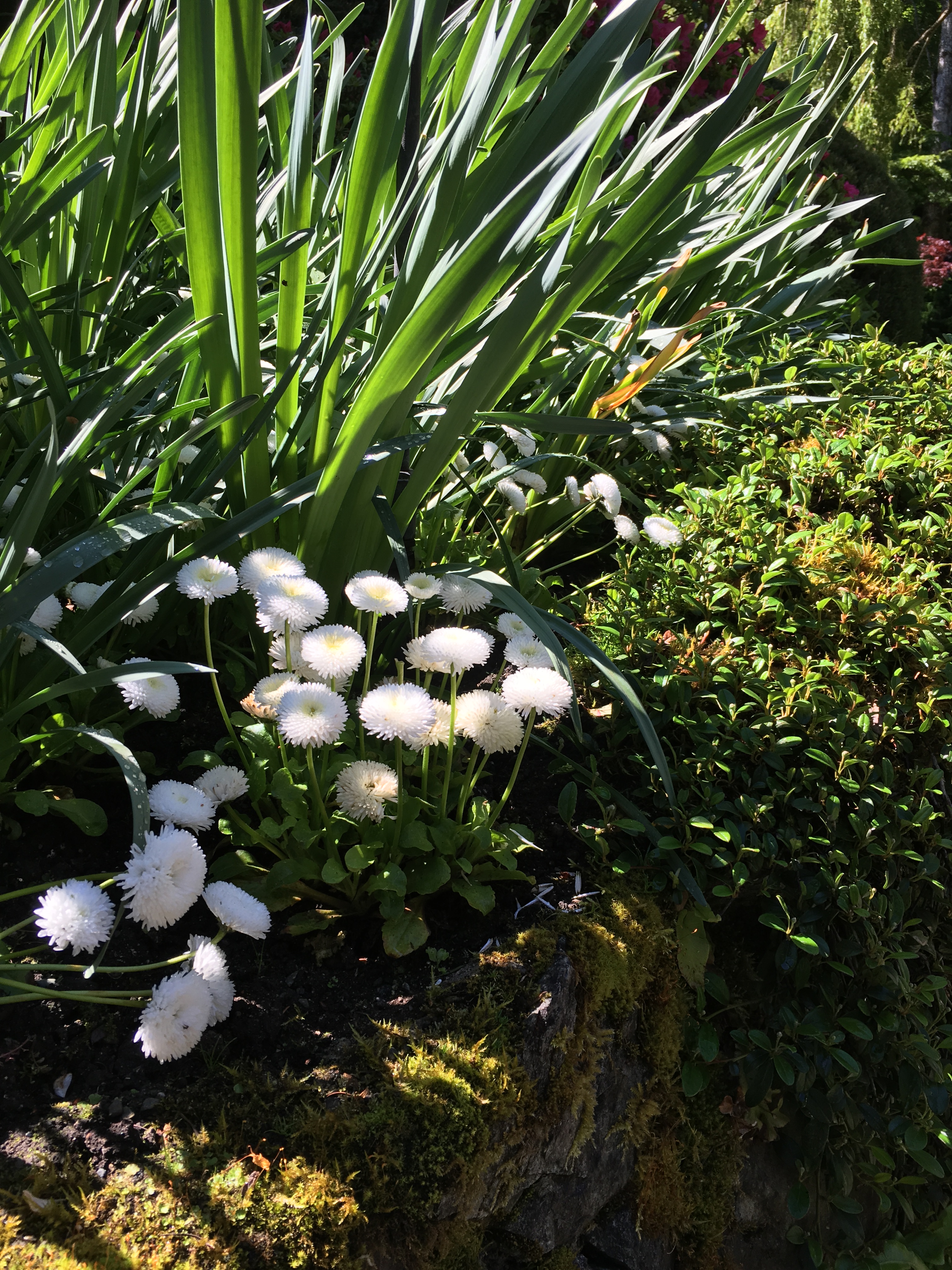 2016-05-06 Victoria BC - Buchart Gardens 35