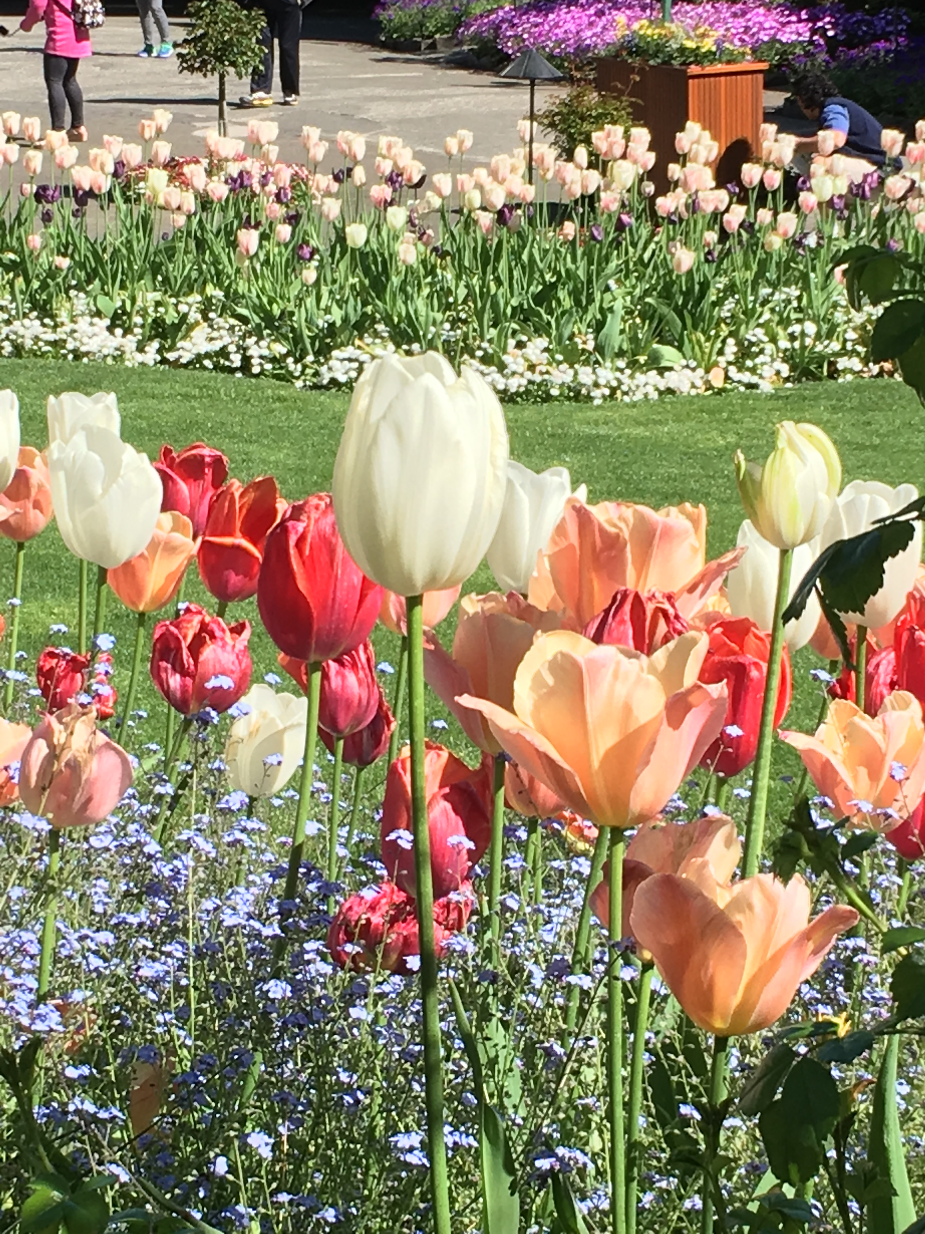 2016-05-06 Victoria BC - Buchart Gardens 5