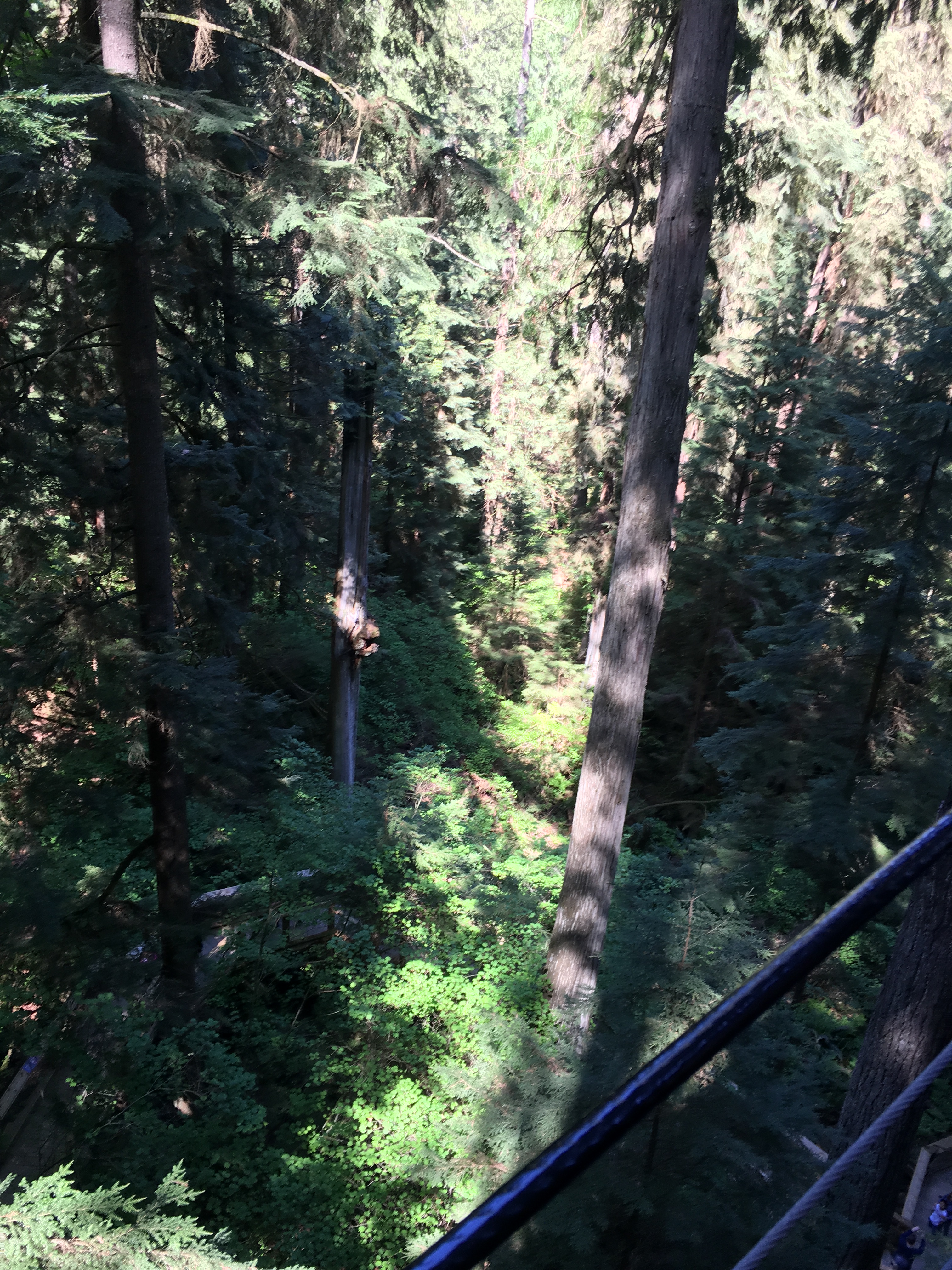 2016-05-07 Vancouver - Capillino Suspension Bridge 8