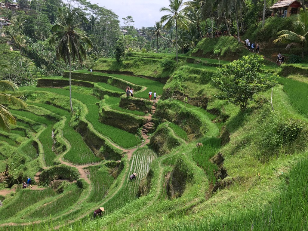 2017-03-23 Bali Rice Terrace 17
