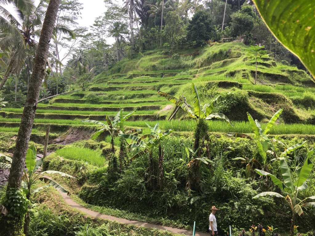 2017-03-23 Bali Rice Terrace 2