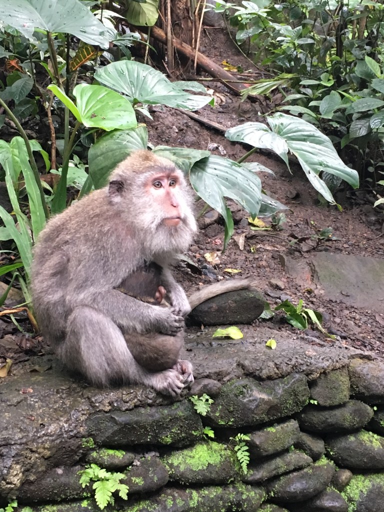 2017-03-27 Bali Ubud Monkey Forest 2.jpg